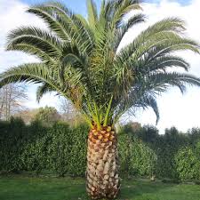 Palm